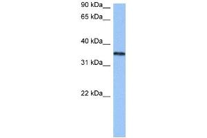HNRNPA2B1 antibody used at 0. (HNRNPA2B1 抗体  (N-Term))