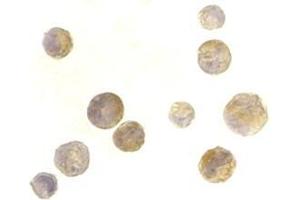 Immunocytochemistry of TACI in K562 cells with this product at 2 μg/ml.