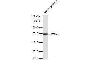 Western blot analysis of extracts of Mouse pancreas using FOXN3 Polyclonal Antibody at dilution of 1:1000.