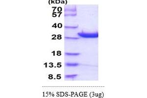 SDS-PAGE (SDS) image for Defective in Cullin Neddylation 1, Domain Containing 1 (DCUN1D1) (AA 1-259) protein (His tag) (ABIN667335) (DCUN1D1 Protein (AA 1-259) (His tag))
