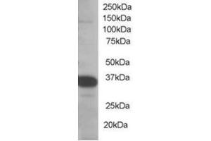 Image no. 1 for anti-Single-Strand-Selective Monofunctional Uracil-DNA Glycosylase 1 (SMUG1) (N-Term) antibody (ABIN374418) (SMUG1 抗体  (N-Term))