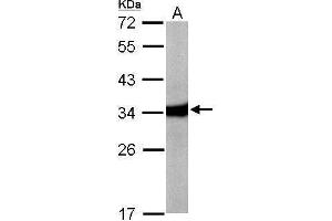 WB Image Sample (50 ug of whole cell lysate) A: Mouse liver 12% SDS PAGE antibody diluted at 1:10000 (HAAO 抗体)