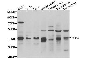 Western blot analysis of extracts of various cell lines, using BUB3 antibody. (BUB3 抗体  (AA 1-328))