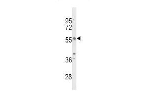 Western blot analysis of TAC2N Antibody (N-term) (ABIN653375 and ABIN2842845) in mouse NIH-3T3 cell line lysates (35 μg/lane). (TC2N 抗体  (N-Term))