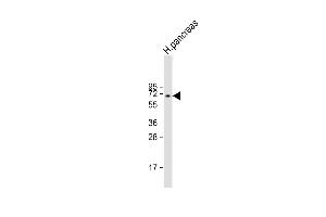 Anti-BACE1B Antibody  at 1:1000 dilution + human pancreas lysate Lysates/proteins at 20 μg per lane. (BACE1B (AA 169-198) 抗体)