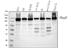 Western blot analysis of BAT3/BAG6 using anti-BAT3/BAG6 antibody (ABIN6719601). (BAT3 抗体)