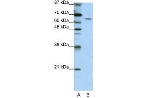 STAU1 antibody used at 1. (STAU1/Staufen 抗体)