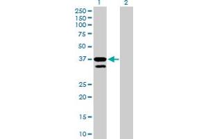 Western Blot analysis of MFNG expression in transfected 293T cell line by MFNG MaxPab polyclonal antibody. (Manic Fringe 抗体  (AA 1-321))