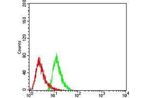 Flow cytometric analysis of Hela cells using HDAC6 mouse mAb (green) and negative control (red). (HDAC6 抗体  (AA 482-800))