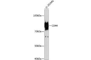 Western blot analysis of extracts of U-251MG cells, using CD44 antibody  at 1:1000 dilution. (CD44 抗体)
