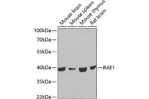 Western blot analysis of extracts of various cell lines using RAE1 Polyclonal Antibody at dilution of 1:1000. (RAE1 抗体)