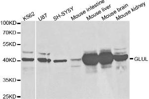 Western blot analysis of extracts of various cell lines, using GLUL antibody (ABIN5973158) at 1/1000 dilution. (GLUL 抗体)