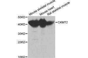 Western blot analysis of extracts of various cell lines, using CKMT2 antibody (ABIN1871856) at 1:1000 dilution. (CHRNA7 抗体)