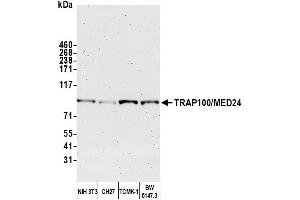 Western Blotting (WB) image for anti-Mediator Complex Subunit 24 (MED24) (AA 939-989) antibody (ABIN7449847) (MED24 抗体  (AA 939-989))