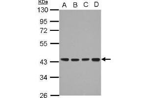 WB Image Sample (30 ug of whole cell lysate) A: A549 B: H1299 C: HCT116 D: MCF-7 10% SDS PAGE antibody diluted at 1:1000 (DNAJB12 抗体  (Center))
