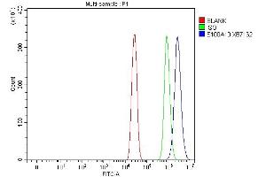 anti-S100 Calcium Binding Protein A10 (S100A10) (AA 4-94) antibody