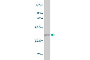 Western Blot detection against Immunogen (35. (GDF7 抗体  (AA 361-450))