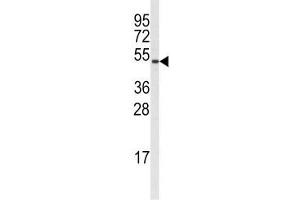 Western blot analysis of Cyclin B1 antibody and A375 lysate.