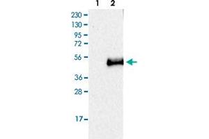 Western Blot (Cell lysate) analysis of Lane 1: Negative control (vector only transfected HEK293T lysate), Lane 2: Over-expression lysate (Co-expressed with a C-terminal myc-DDK tag (~3. (CD207 抗体)