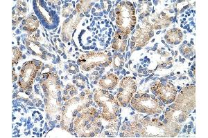 MUC1 antibody was used for immunohistochemistry at a concentration of 4-8 ug/ml to stain Epithelial cells of renal tubule (arrows) in Human Kidney. (MUC1 抗体  (C-Term))