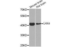 Western blot analysis of extracts of various cell lines, using LHX4 Antibody (ABIN5975324) at 1/1000 dilution. (LHX4 抗体)