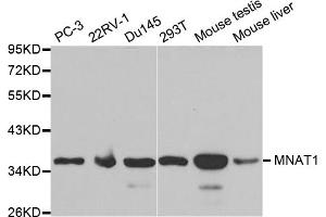 Western blot analysis of extracts of various cell lines, using MNAT1 antibody (ABIN5970984) at 1/1000 dilution. (MNAT1 抗体)