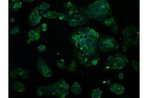 Immunofluorescent staining of HeLa cells using anti-RNF144B mouse monoclonal antibody (ABIN2453610). (RNF144B 抗体  (AA 1-256))