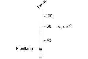 Western blot of HeLa lysate showing specific immunolabeling of the ~ 34k fibrillarin protein. (Fibrillarin 抗体)