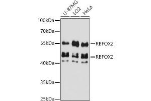 Western blot analysis of extracts of various cell lines, using RBFOX2 antibody (ABIN7270091) at 1:3000 dilution. (RBM9 抗体  (AA 1-110))