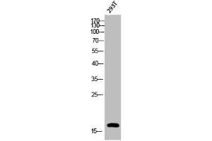 Western Blot analysis of 293T cells using Phospho-Histone H3 (S28) Polyclonal Antibody (HIST1H3A/HIST2H3A/H3F3A (pSer28) 抗体)