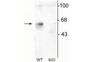 Western blot of mouse forebrain lysates from Wild Type (WT) and α6-knockout (K/O) animals showing specific immunolabeling of the ~57 kDa α6-subunit of the GABAA-R. (GABRA6 抗体  (Cytoplasmic Loop))