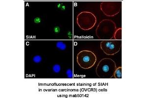 Image no. 1 for anti-Siah E3 Ubiquitin Protein Ligase 2 (SIAH2) (AA 1-100), (N-Term) antibody (ABIN363296) (SIAH2 抗体  (N-Term))