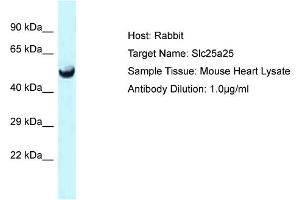 Western Blotting (WB) image for anti-Solute Carrier Family 25 (Mitochondrial Carrier, Phosphate Carrier), Member 25 (SLC25A25) (C-Term) antibody (ABIN2773839)