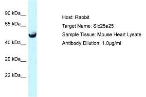 Host: Rabbit Target Name: Slc25a25 Sample Type: Mouse Heart lysates Antibody Dilution: 1. (SLC25A25 抗体  (C-Term))