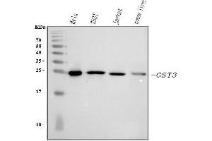 Western blot analysis of GST3/GST pi using anti-GST3/GST pi antibody (ABIN3042437). (GSTP1 抗体  (AA 2-210))
