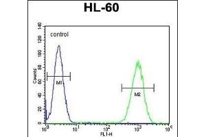 WDR93 Antibody (C-term) (ABIN655448 and ABIN2844978) flow cytometric analysis of HL-60 cells (right histogram) compared to a negative control cell (left histogram). (WDR93 抗体  (C-Term))