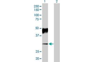 Western Blot analysis of ATP4B expression in transfected 293T cell line by ATP4B MaxPab polyclonal antibody. (ATP4b 抗体  (AA 1-291))