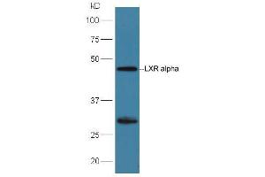 Huh7 lysates probed with Rabbit Anti-LXR alpha + LXR beta Polyclonal Antibody, Unconjugated (ABIN2177438) at 1:300 overnight at 4 °C. (NR1H3 抗体  (AA 361-447))