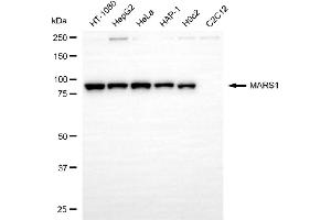 Western blotting analysis using MARS1 antibody (ABIN7799382). (Recombinant Methionine--tRNA Ligase, Cytoplasmic 抗体)