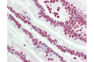 anti-Transducin-like Enhancer Protein 4 (TLE4) (N-Term) antibody