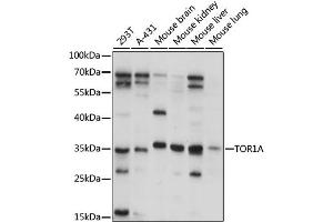 Western blot analysis of extracts of various cell lines, using TOR1A antibody (ABIN6293680) at 1:1000 dilution. (TOR1A 抗体)