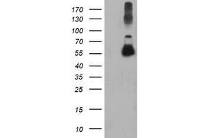 Western Blotting (WB) image for anti-Tubulin, alpha-Like 3 (TUBAL3) (AA 150-446) antibody (ABIN1490953) (TUBAL3 抗体  (AA 150-446))