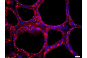 Immunofluorescence (IF) image for anti-Solute Carrier Family 5 (Sodium/iodide Cotransporter), Member 5 (SLC5A5) (AA 525-618) antibody (ABIN668751)