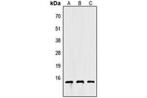 Western blot analysis of Apolipoprotein C4 expression in HEK293T (A), NS-1 (B), H9C2 (C) whole cell lysates. (APOC4 抗体  (C-Term))