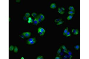 Immunofluorescence (IF) image for anti-Zinc Finger and BTB Domain Containing 8 Opposite Strand (ZBTB8OS) (AA 2-136) antibody (ABIN7165052)