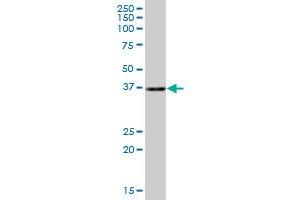 CIAPIN1 MaxPab polyclonal antibody. (CIAPIN1 抗体  (AA 1-312))