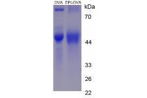 Image no. 1 for Epinephrine/Adrenaline (EPI) protein (Ovalbumin) (ABIN1880128) (EPI Protein (Ovalbumin))