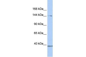 WB Suggested Anti-RB1CC1 Antibody Titration:  0.