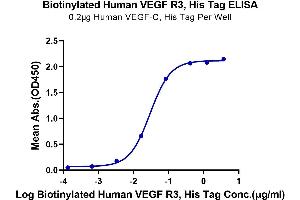 Immobilized Human VEGF-C, His Tag at 2 μg/mL (100 μL/Well) on the plate.