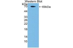 Western Blotting (WB) image for anti-Coagulation Factor II (Thrombin) Receptor-Like 3 (F2RL3) (AA 48-385) antibody (ABIN1869680) (F2RL3 抗体  (AA 48-385))